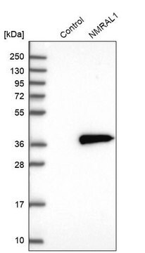 Anti-NMRAL1 antibody produced in rabbit Prestige Antibodies&#174; Powered by Atlas Antibodies, affinity isolated antibody, buffered aqueous glycerol solution