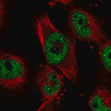 Anti-JADE2 antibody produced in rabbit Prestige Antibodies&#174; Powered by Atlas Antibodies, affinity isolated antibody