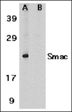 Anti-Smac/Diablo Antibody Chemicon&#174;, from rabbit