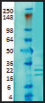 Monoclonal Anti-KCNIP1 antibody produced in mouse clone S55-82, 1&#160;mg/mL, purified immunoglobulin