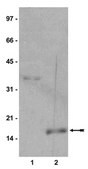 Anti-monomethyl-Histone H3 (Lys9) Antibody, Trial Size Upstate&#174;, from rabbit