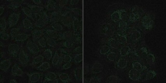 Anti-N-Myc Interactor Antibody, clone 16E9.2 clone 16E9.2, from mouse