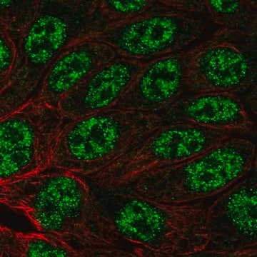 Anti-MYH14 antibody produced in rabbit Prestige Antibodies&#174; Powered by Atlas Antibodies, affinity isolated antibody