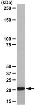 Anti-Ha-Ras Antibody, clone MC57, rabbit monoclonal culture supernatant, clone MC57, from rabbit