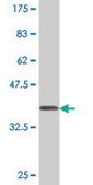 Monoclonal Anti-PLD1, (C-terminal) antibody produced in mouse clone 10H2, purified immunoglobulin, buffered aqueous solution