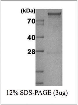 Hexokinase 1 human recombinant, expressed in E. coli, &#8805;90% (SDS-PAGE)