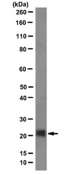 Anti-Achaete Scute homolog 2 Antibody, clone 8F1 clone 8F1, from mouse