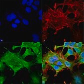 Monoclonal Anti-Glun2A/Nr2A - Rpe antibody produced in mouse clone S327A-38, purified immunoglobulin