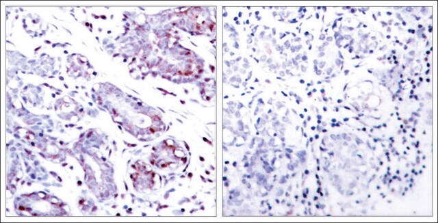 Anti-STAT1 (Ab-701) antibody produced in rabbit affinity isolated antibody