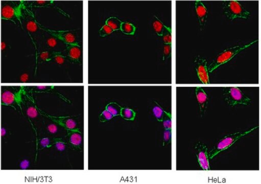 Anti-Heterochromatin Protein-1 &#946; Antibody, clone 1MOD-1A9 ascites fluid, clone 1MOD-1A9, Chemicon&#174;