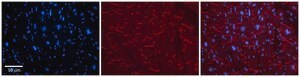 Anti-KEAP1 (AB2) antibody produced in rabbit affinity isolated antibody