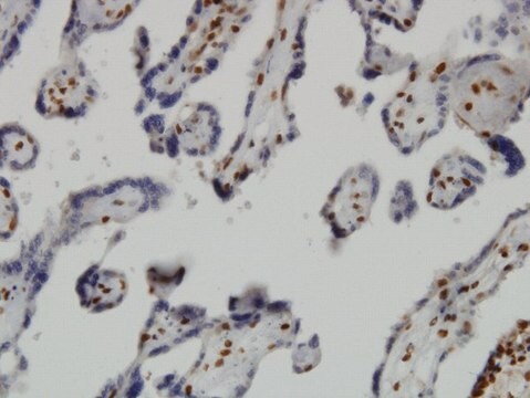Monoclonal Anti-JMJD1C antibody produced in mouse clone 5F12, purified immunoglobulin, buffered aqueous solution