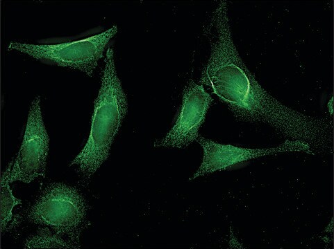 Monoclonal Anti-AHSA1 antibody produced in mouse clone 25F2.D10, 1&#160;mg/mL, purified immunoglobulin