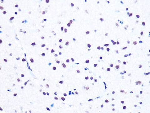 Anti-NUMA1 antibody produced in rabbit