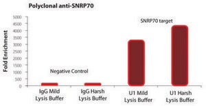 Imprint&#174; RNA Immunoprecipitation Kit High-capacity Protein A magnetic beads for successful RNA Immunoprecipitation,suitable for use with mRNA and microRNA