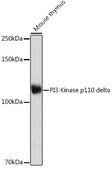 Anti-PI3 Kinase p110 delta antibody produced in rabbit