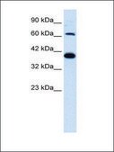 Anti-GRIK2 (AB2) antibody produced in rabbit IgG fraction of antiserum