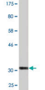 Monoclonal Anti-COL25A1 antibody produced in mouse clone 1D2, purified immunoglobulin, buffered aqueous solution