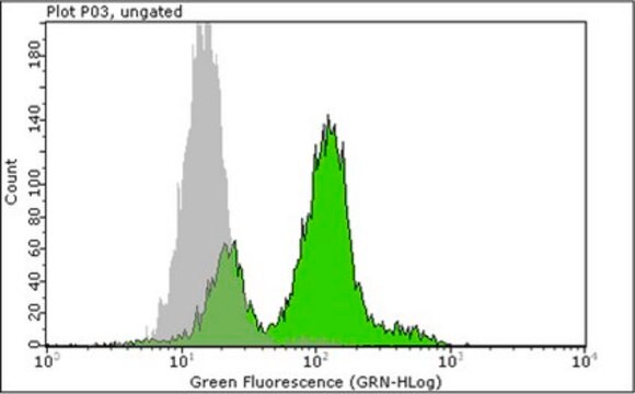 Anti-phospho-Histone H3 (Thr11) Antibody, clone MC83, rabbit monoclonal culture supernatant, clone MC83, Upstate&#174;
