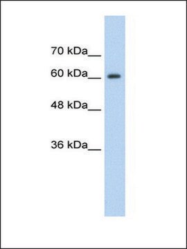 Anti-SYNCRIP (AB2) antibody produced in rabbit IgG fraction of antiserum