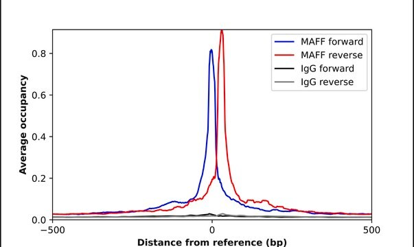 Anti-MAFF antibody produced in rabbit Prestige Antibodies&#174; Powered by Atlas Antibodies, affinity isolated antibody