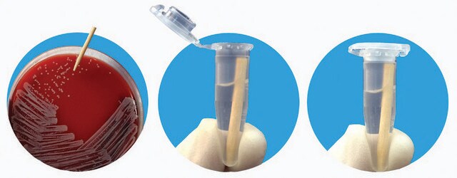 smartPick&#8482; Wooden inoculation picks Min (fits in 1.5 mL tube), semi-point