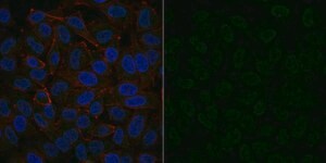 Anti-IGF-I Antibody, clone Sm1.2, Alexa Fluor&#8482; 488 Conjugate clone Sm1.2, from mouse, ALEXA FLUOR&#8482; 488