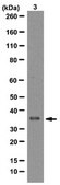 Anti-PCNA Antibody from rabbit