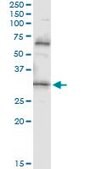 Monoclonal Anti-PDYN, (C-terminal) antibody produced in mouse clone 2E12, purified immunoglobulin, buffered aqueous solution