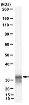 Anti-JAM-A/F11R Antibody, clone CSTEM27