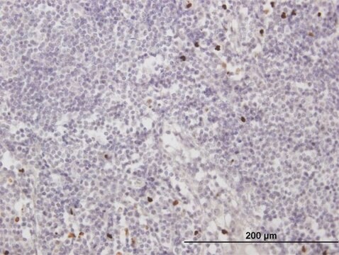 Anti-MNDA antibody produced in mouse IgG fraction of antiserum, buffered aqueous solution