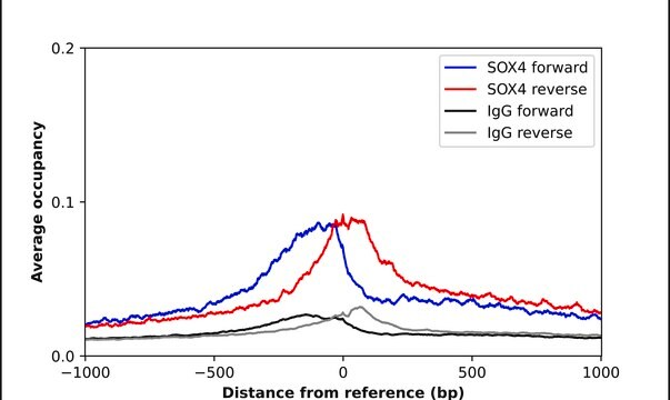 Anti-SOX4 antibody produced in rabbit Prestige Antibodies&#174; Powered by Atlas Antibodies, affinity isolated antibody, buffered aqueous glycerol solution