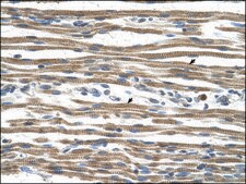 Anti-ARG1 (AB2) antibody produced in rabbit IgG fraction of antiserum