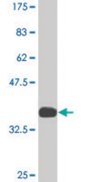 Monoclonal Anti-ATP2A1 antibody produced in mouse clone 2C9, ascites fluid, solution