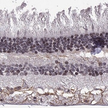 Anti-MTNR1B antibody produced in rabbit Prestige Antibodies&#174; Powered by Atlas Antibodies, affinity isolated antibody, buffered aqueous glycerol solution