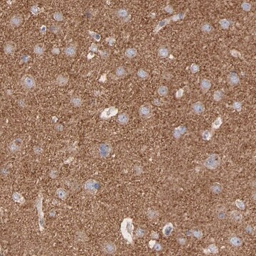 Anti-CPE antibody produced in rabbit Prestige Antibodies&#174; Powered by Atlas Antibodies, affinity isolated antibody, buffered aqueous glycerol solution
