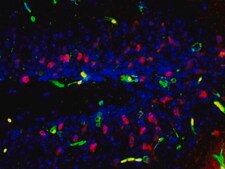 Anti-Caspase 3 Antibody, active (cleaved) form Chemicon&#174;, from rabbit