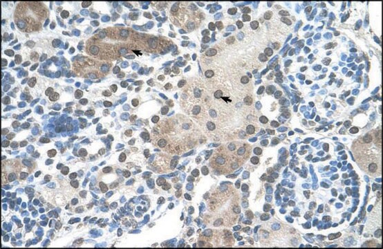 Anti-DLX2 (AB2) antibody produced in rabbit IgG fraction of antiserum