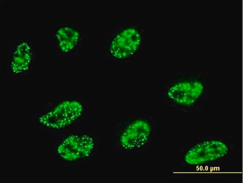 Monoclonal Anti-DLL1 antibody produced in mouse clone 4F8, purified immunoglobulin, buffered aqueous solution