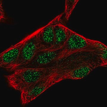 Anti-ZMAT3 antibody produced in rabbit Prestige Antibodies&#174; Powered by Atlas Antibodies, affinity isolated antibody