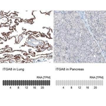 Monoclonal Anti-ITGA8 antibody produced in mouse Prestige Antibodies&#174; Powered by Atlas Antibodies, clone CL7304, purified immunoglobulin, buffered aqueous glycerol solution