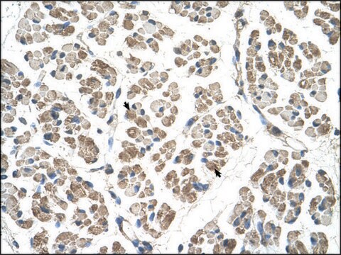 Anti-EGFL8 antibody produced in rabbit IgG fraction of antiserum