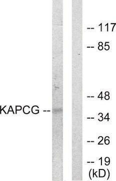 Anti-KAPCG antibody produced in rabbit affinity isolated antibody