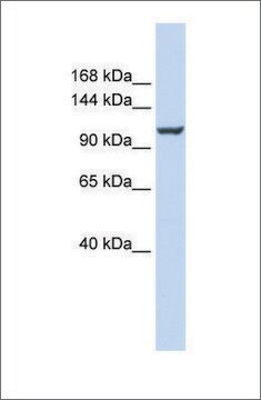 Anti-ATP2B4 antibody produced in rabbit affinity isolated antibody