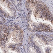 Anti-NAGA antibody produced in rabbit Prestige Antibodies&#174; Powered by Atlas Antibodies, affinity isolated antibody, buffered aqueous glycerol solution
