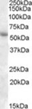 Anti-PTGER3/EP3 antibody produced in goat affinity isolated antibody, buffered aqueous solution