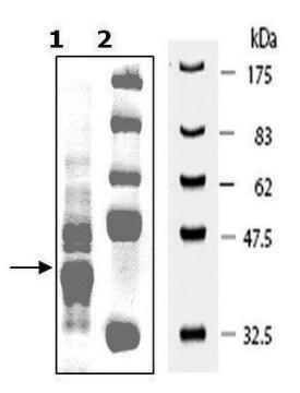 PKLR Var1 active human recombinant, expressed in E. coli, &#8805;43% (SDS-PAGE)