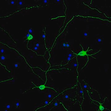 Neuro-Chrom Pan Neuronal Marker Antibody-Rabbit, Alexa488 conjugate Neuro-Chrom, from rabbit