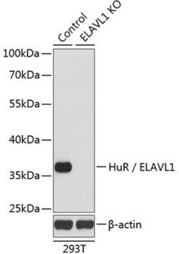 Anti-HuR/ELAVL1 antibody produced in rabbit