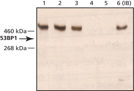 Anti-53BP1 (N-terminal) antibody produced in rabbit ~1&#160;mg/mL, affinity isolated antibody, buffered aqueous solution